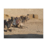 Camel Sitting - Customized Post Cards