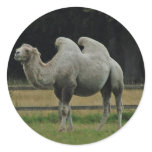 Camel stickers
