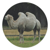 Camel stickers