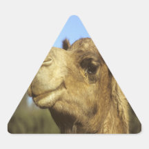 Camel Triangle Sticker