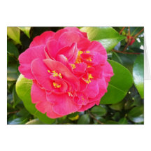 Camellia Bloom Greeting Card