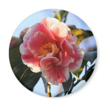 Camellia Blossom magnet