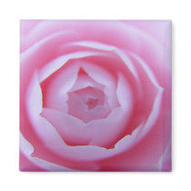Camellia Closeup Magnet