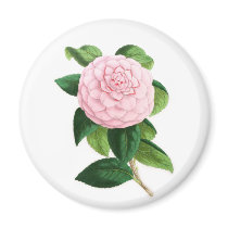 Camellia, Duchesse De Nassau Fridge Magnets