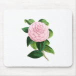 Camellia, Duchesse De Nassau Mousepads