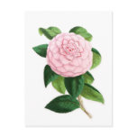 Camellia, Duchesse De Nassau Postcard