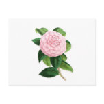 Camellia, Duchesse De Nassau Postcards