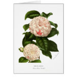 Camellia japonica cards