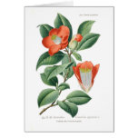 Camellia japonica greeting cards
