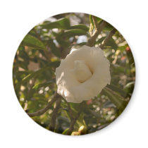 Camellia Magnet