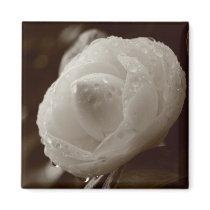 Camellia Magnet