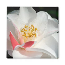 Camellia Magnets