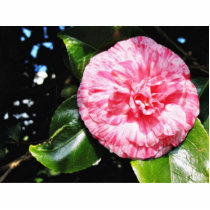 Camellia Cut Outs