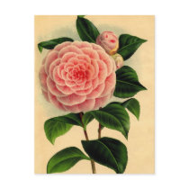 camellia post card