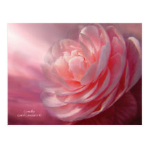 Camellia Postcard