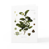 Camellia sinensis (tea) card