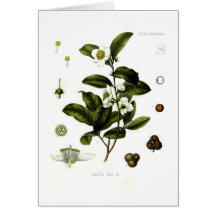 Camellia sinensis (tea) card