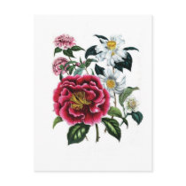 Camellias by Jane Loudon Postcard