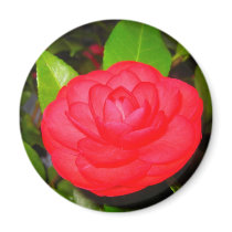 Camellias in Bloom Magnets