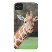 Camelopard (giraffe) iPhone 4 cases