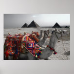 Camels at the Pyramids Print