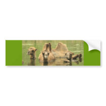 Camels
