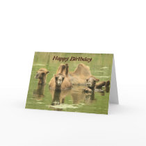Camels