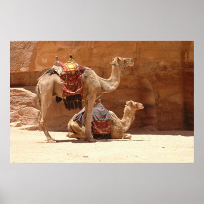 Camels in Petra Print by hilory10028