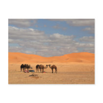 Camels in Sahara desert Post Cards