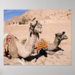 Camels in the desert at St. Catherine's. Egypt Poster