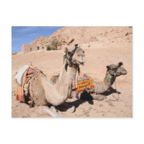 Camels in the desert at St. Catherine's Postcard
