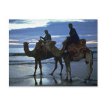 Camels, Morocco Postcards