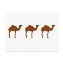 Camels Postcard