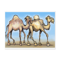 Camels Postcards