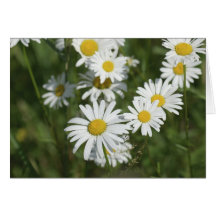 Camomiles Greeting Card