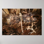 Camouflage Dragon Fly Print