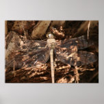 Camouflage Dragon Fly Posters