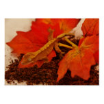 Camouflaging Crested Gecko Business Card Templates