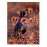 Campbells Quail Pink flowers Post Cards