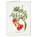 Campsis radicans greeting card