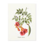 Campsis radicans,Trumpet Vine. Postcard