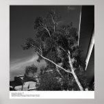 Campus Details, December 1966 by Ansel Adams Posters
