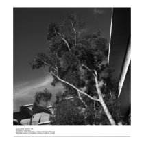 Campus Details, December 1966 by Ansel Adams posters