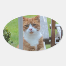 Can I Come In Pumpkin. Sticker