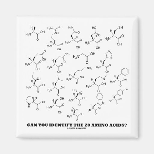 Can You Identify The 20 Amino Acids? (Chemistry) Fridge Magnet