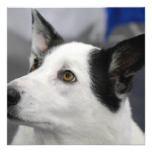 Canaan Dog  Invitations