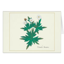 Canada Anemone Card