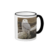 Canada, Boundary Bay, Snowy Owl Mugs