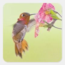 Canada, British Columbia, Rufous Hummingbird Sticker