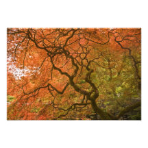 CANADA, British Columbia, Victoria. Autumn 2 Photo Art